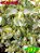 Coleus 292 - Imagem 1