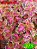 Coleus 271 - Imagem 1