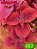 Coleus 263 - Imagem 1