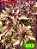Coleus 262 - Imagem 1