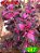 coleus 287 - Imagem 1