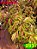 Coleus 293 - Imagem 1