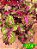 Coleus 274 - Imagem 1