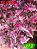 Coleus 272 - Imagem 1
