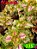 coleus 335 - Imagem 1
