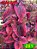 Coleus 261 - Imagem 1