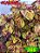 Coleus 366 - Imagem 1