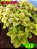 Coleus 340 - Imagem 1