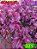 Coleus 321 - Imagem 1