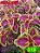 Coleus 319 - Imagem 1