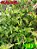 Coleus 383 - Imagem 1