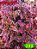 Coleus 399 - Imagem 1