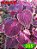 Coleus 355 - Imagem 1