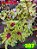 Coleus 387 - Imagem 1