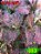 Coleus 353 - Imagem 1