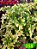 Coleus 358 - Imagem 1
