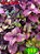 Coleus 359 - Imagem 1