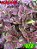 Coleus 372 - Imagem 1