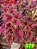 Coleus 370 - Imagem 1