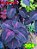 Coleus 364 - Imagem 1