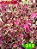 Coleus 312 - Imagem 1