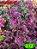 Coleus 312 - Imagem 2