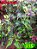 Coleus 315 - Imagem 1