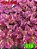 Coleus 310 - Imagem 1