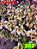 Coleus 352 - Imagem 1