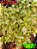 Coleus 367 - Imagem 1