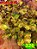 Coleus 326 - Imagem 1