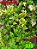 Coleus 320 - Imagem 1