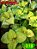 Coleus 318 - Imagem 1