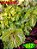 Coleus 357 - Imagem 1