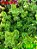 Coleus 360 - Imagem 1