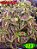 Coleus 323 - Imagem 1