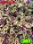 Coleus 361 - Imagem 1