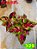 Coleus 329 - Imagem 1