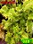 Coleus 308 - Imagem 1