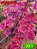 Coleus 391 - Imagem 1