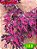 coleus 388 - Imagem 1