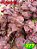 Coleus 377 - Imagem 1