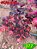 Coleus 377 - Imagem 2