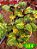 Coleus 384 - Imagem 1