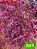 Coleus 301 - Imagem 1
