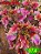 Coleus 374 - Imagem 1