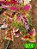 Coleus 371 - Imagem 1