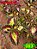 Coleus 363 - Imagem 1