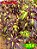 Coleus 354 - Imagem 1