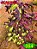 Coleus 354 - Imagem 2